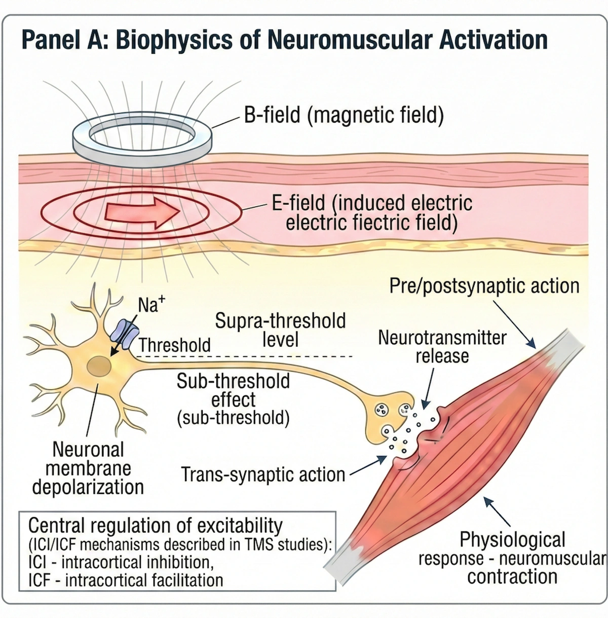 Diagramm der neuromuskulären Aktivierungskaskade B→E→Depolarisation