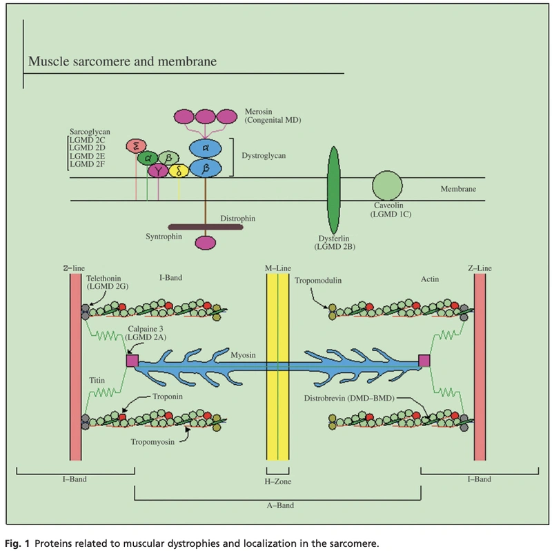 Abbildung zur Studie über das Kreatinkinase-Monitoring 2
